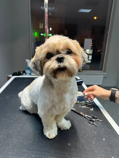 Salon groomerski «Bruno» – pielęgnacja i SPA dla zwierząt w Poznaniu